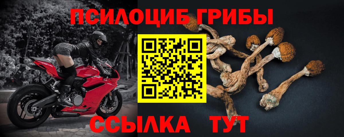 Галлюциногенные грибы Psilocybine cubensis Кимры